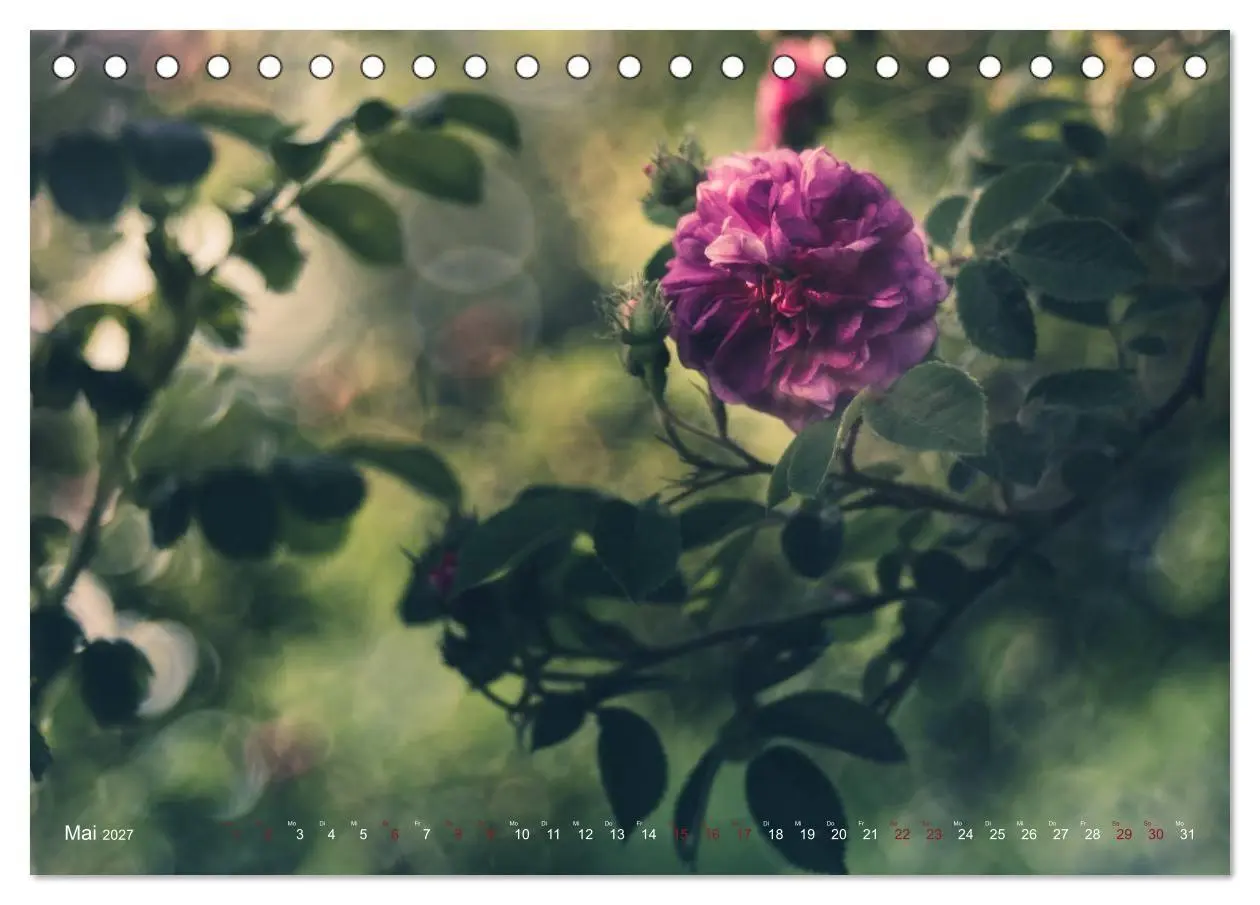 Bild: 9783569810808 | Die Welt der Alten Rosen (Tischkalender 2027 DIN A5 quer), CALVENDO...