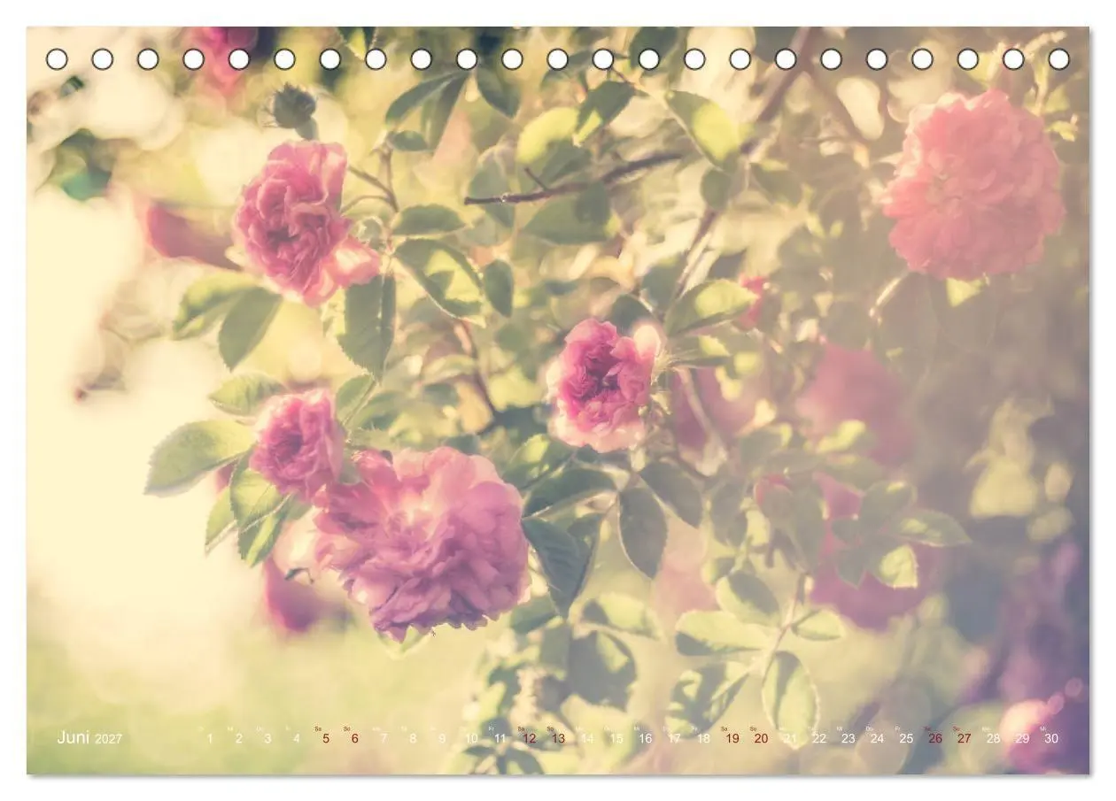 Bild: 9783569810808 | Die Welt der Alten Rosen (Tischkalender 2027 DIN A5 quer), CALVENDO...