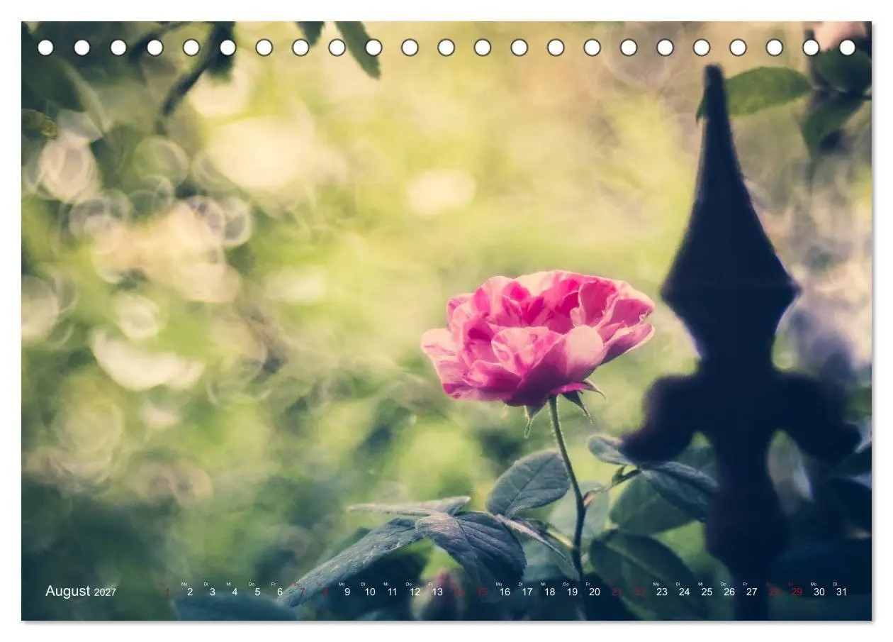 Bild: 9783569810808 | Die Welt der Alten Rosen (Tischkalender 2027 DIN A5 quer), CALVENDO...