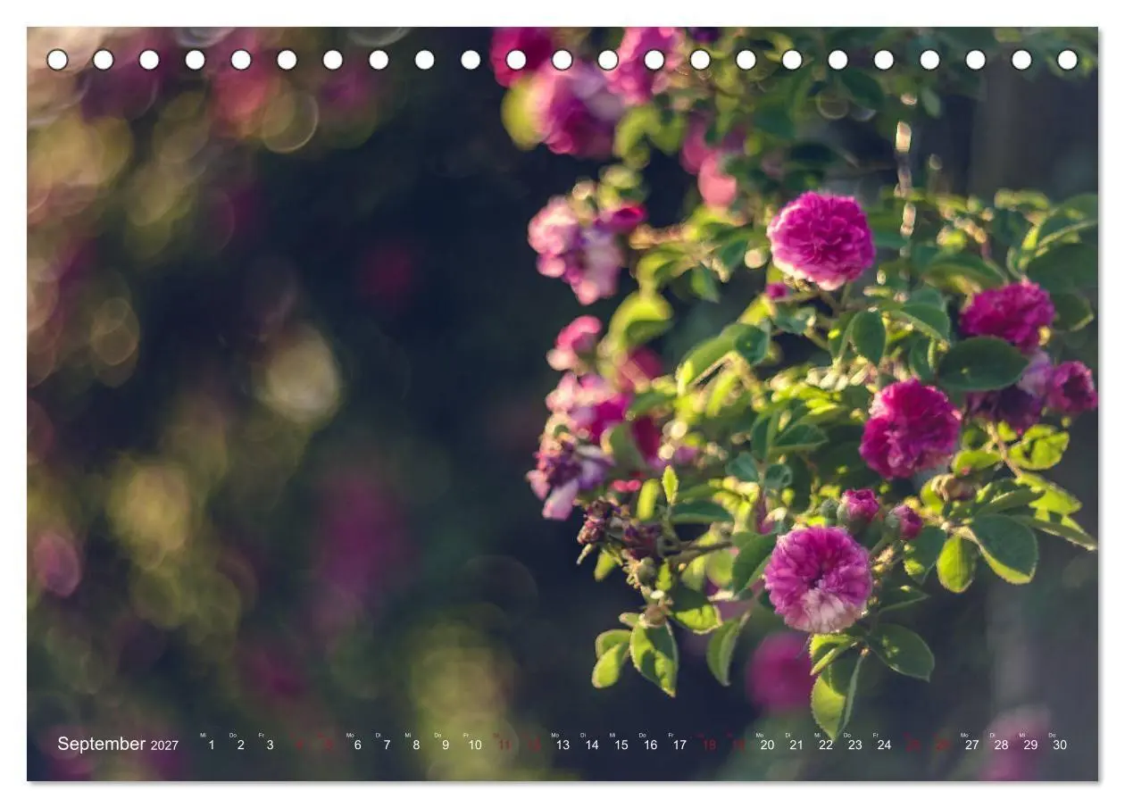 Bild: 9783569810808 | Die Welt der Alten Rosen (Tischkalender 2027 DIN A5 quer), CALVENDO...