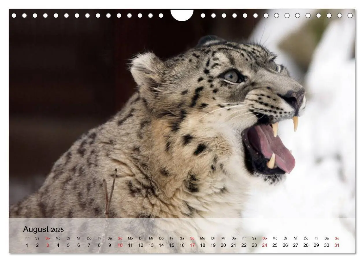 Bild: 9783435600908 | Leoparden. Elegante Jäger (Wandkalender 2025 DIN A4 quer), CALVENDO...