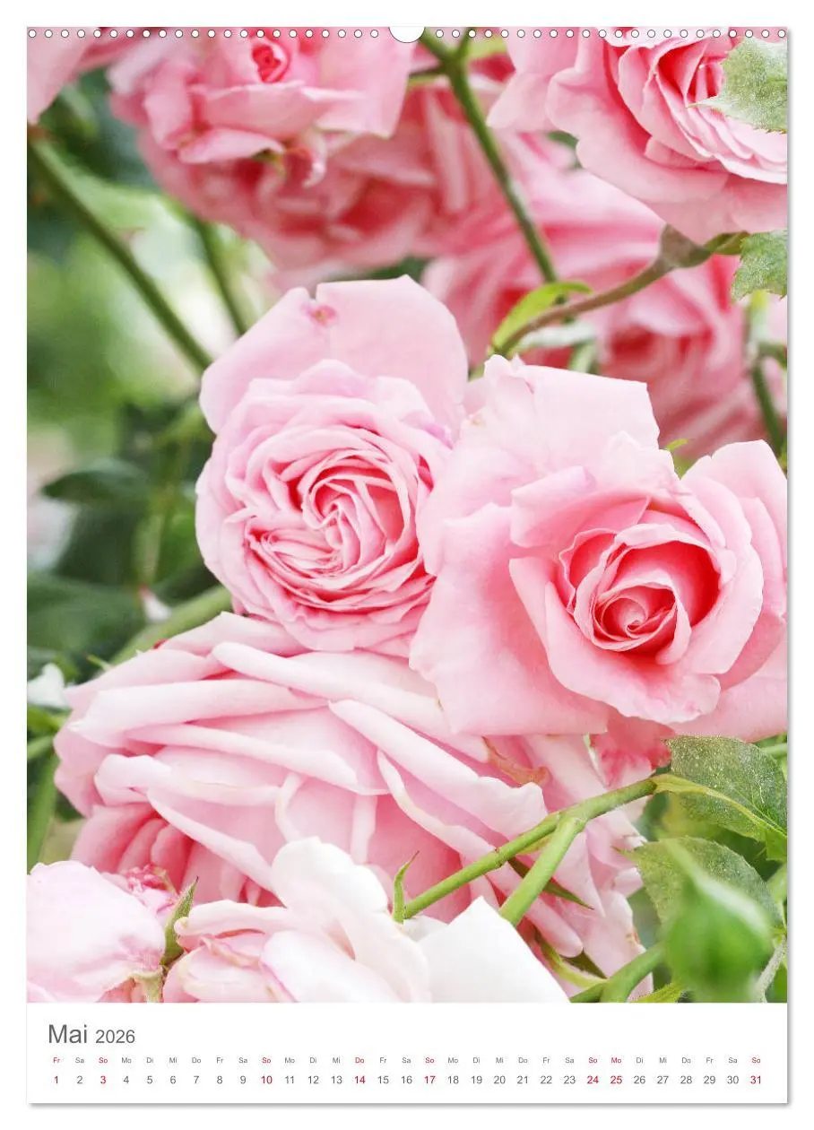 Bild: 9783516391008 | Glücklich mit Rosen (Wandkalender 2026 DIN A2 hoch), CALVENDO...