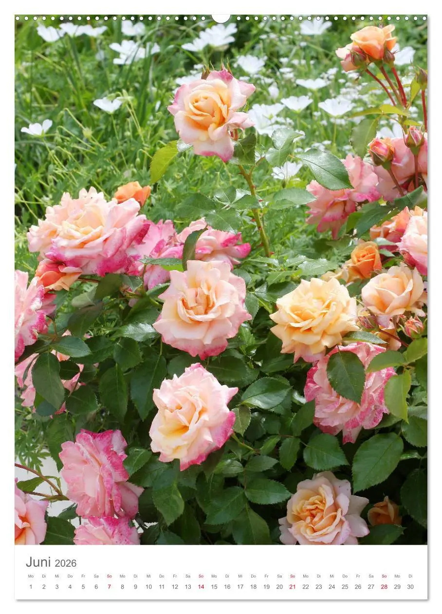Bild: 9783516391008 | Glücklich mit Rosen (Wandkalender 2026 DIN A2 hoch), CALVENDO...