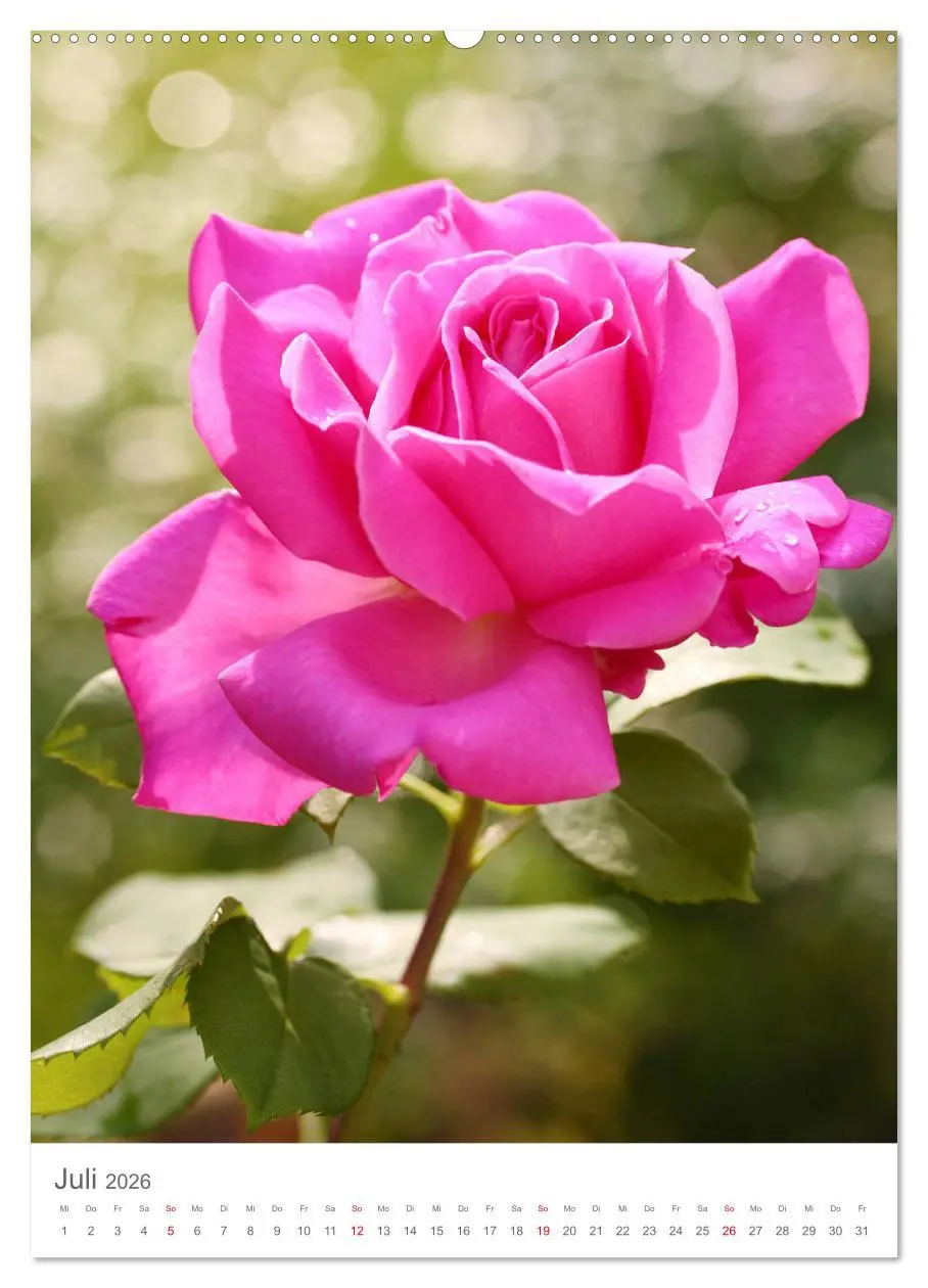 Bild: 9783516391008 | Glücklich mit Rosen (Wandkalender 2026 DIN A2 hoch), CALVENDO...