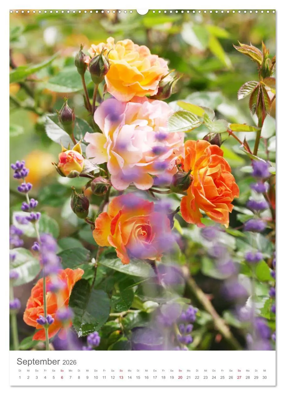 Bild: 9783516391008 | Glücklich mit Rosen (Wandkalender 2026 DIN A2 hoch), CALVENDO...