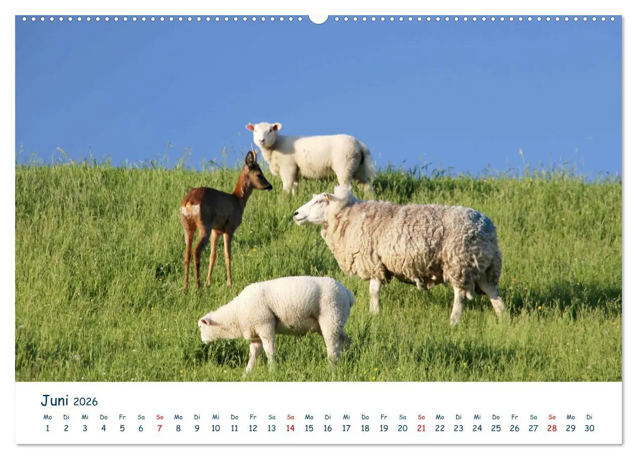 Bild: 9783516071108 | Butjadingen. Impressionen zwischen Jade und Nordsee (Wandkalender...
