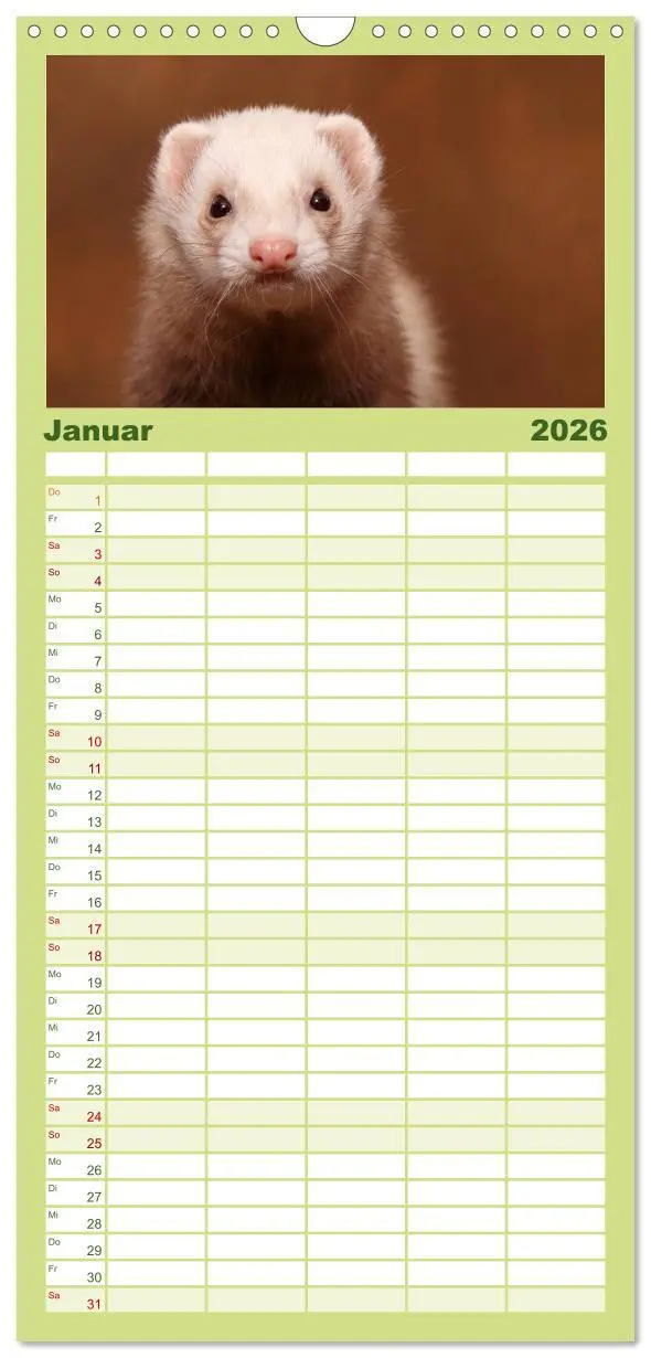 Bild: 9783516521108 | Familienplaner 2026 - Frettchen - Ferrets mit 5 Spalten...