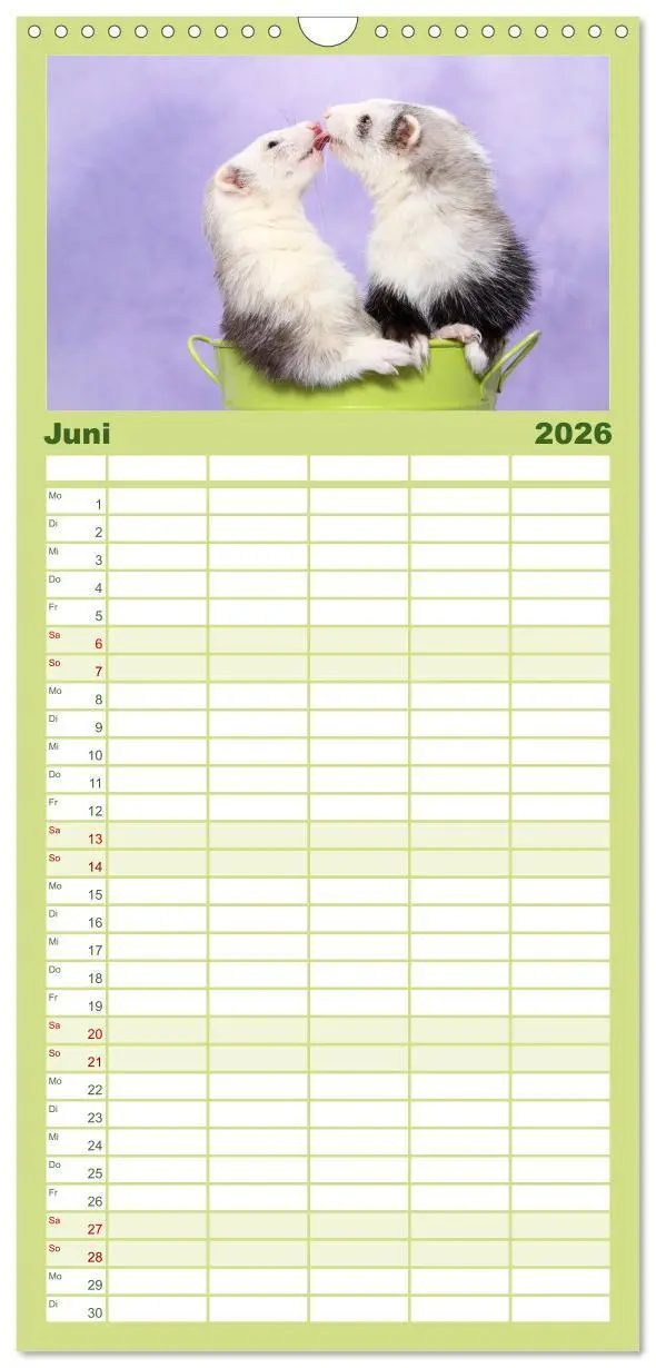 Bild: 9783516521108 | Familienplaner 2026 - Frettchen - Ferrets mit 5 Spalten...