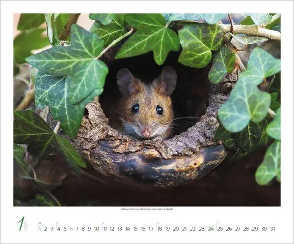 Bild: 9783819301308 | WaldLife 2027 | Verlag Korsch | Kalender | 14 S. | Deutsch | 2027