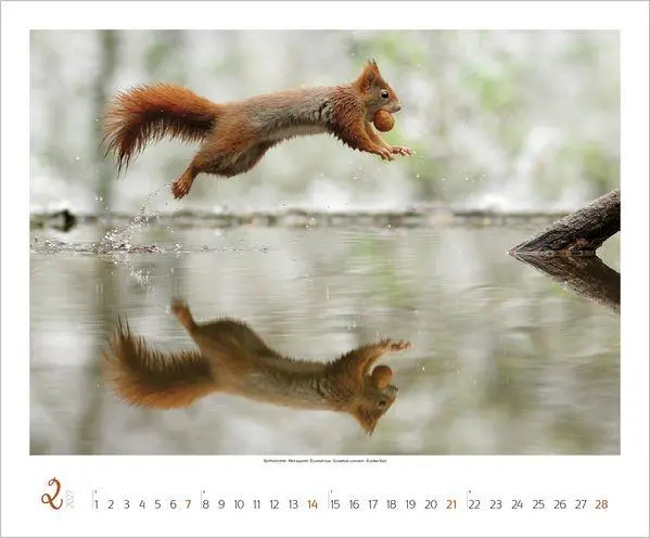 Bild: 9783819301308 | WaldLife 2027 | Verlag Korsch | Kalender | 14 S. | Deutsch | 2027
