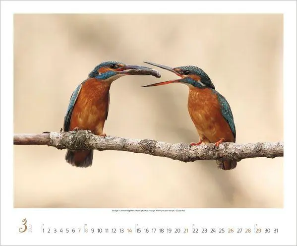 Bild: 9783819301308 | WaldLife 2027 | Verlag Korsch | Kalender | 14 S. | Deutsch | 2027