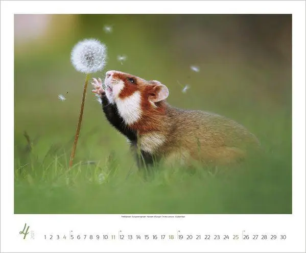 Bild: 9783819301308 | WaldLife 2027 | Verlag Korsch | Kalender | 14 S. | Deutsch | 2027