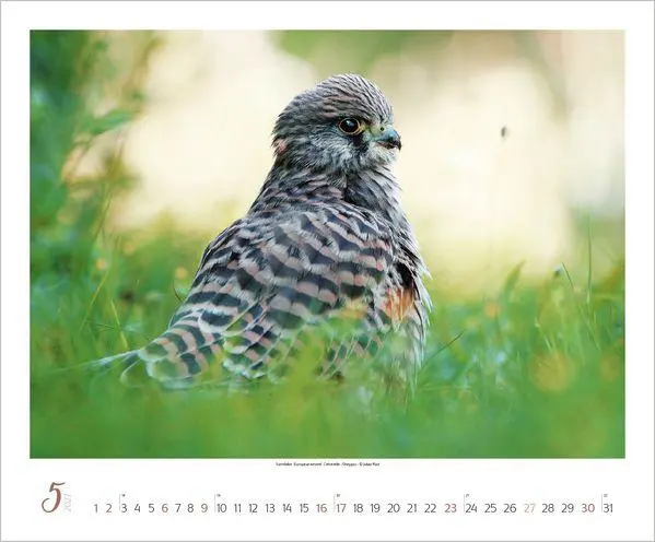 Bild: 9783819301308 | WaldLife 2027 | Verlag Korsch | Kalender | 14 S. | Deutsch | 2027