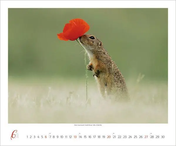 Bild: 9783819301308 | WaldLife 2027 | Verlag Korsch | Kalender | 14 S. | Deutsch | 2027