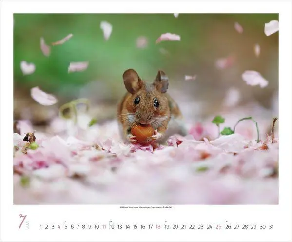 Bild: 9783819301308 | WaldLife 2027 | Verlag Korsch | Kalender | 14 S. | Deutsch | 2027