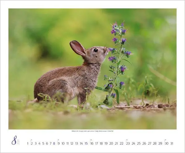 Bild: 9783819301308 | WaldLife 2027 | Verlag Korsch | Kalender | 14 S. | Deutsch | 2027