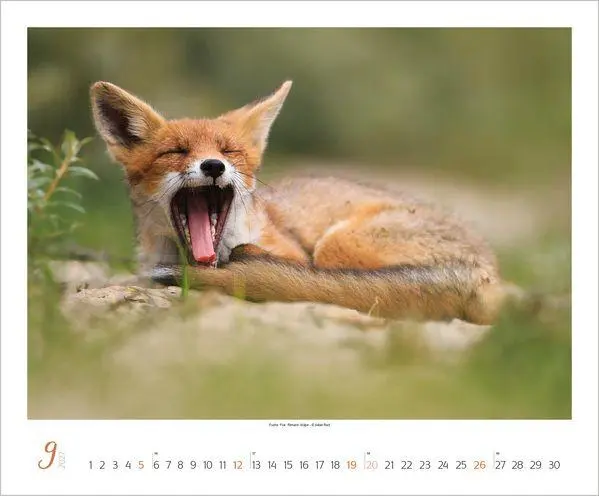 Bild: 9783819301308 | WaldLife 2027 | Verlag Korsch | Kalender | 14 S. | Deutsch | 2027