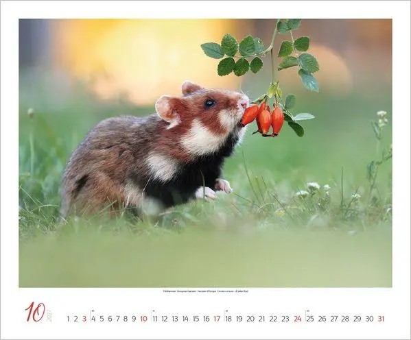 Bild: 9783819301308 | WaldLife 2027 | Verlag Korsch | Kalender | 14 S. | Deutsch | 2027