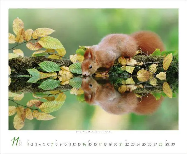 Bild: 9783819301308 | WaldLife 2027 | Verlag Korsch | Kalender | 14 S. | Deutsch | 2027