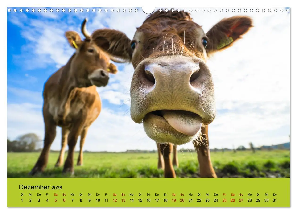 Bild: 9783457871508 | Kuhckst du? (Wandkalender 2026 DIN A3 quer), CALVENDO Monatskalender
