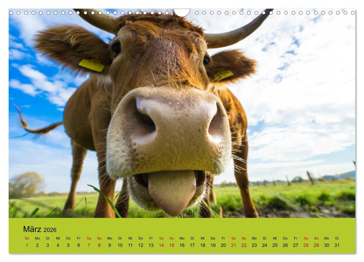 Bild: 9783457871508 | Kuhckst du? (Wandkalender 2026 DIN A3 quer), CALVENDO Monatskalender
