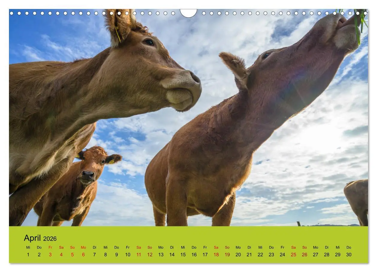 Bild: 9783457871508 | Kuhckst du? (Wandkalender 2026 DIN A3 quer), CALVENDO Monatskalender