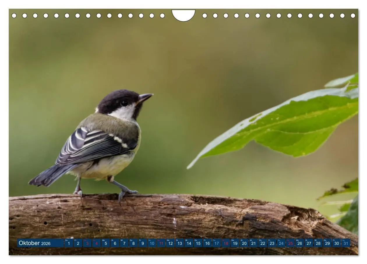 Bild: 9783457621608 | Kohlmeise - Fotografiert von Ostfriesenfotografie (Wandkalender...
