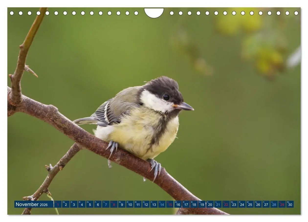 Bild: 9783457621608 | Kohlmeise - Fotografiert von Ostfriesenfotografie (Wandkalender...