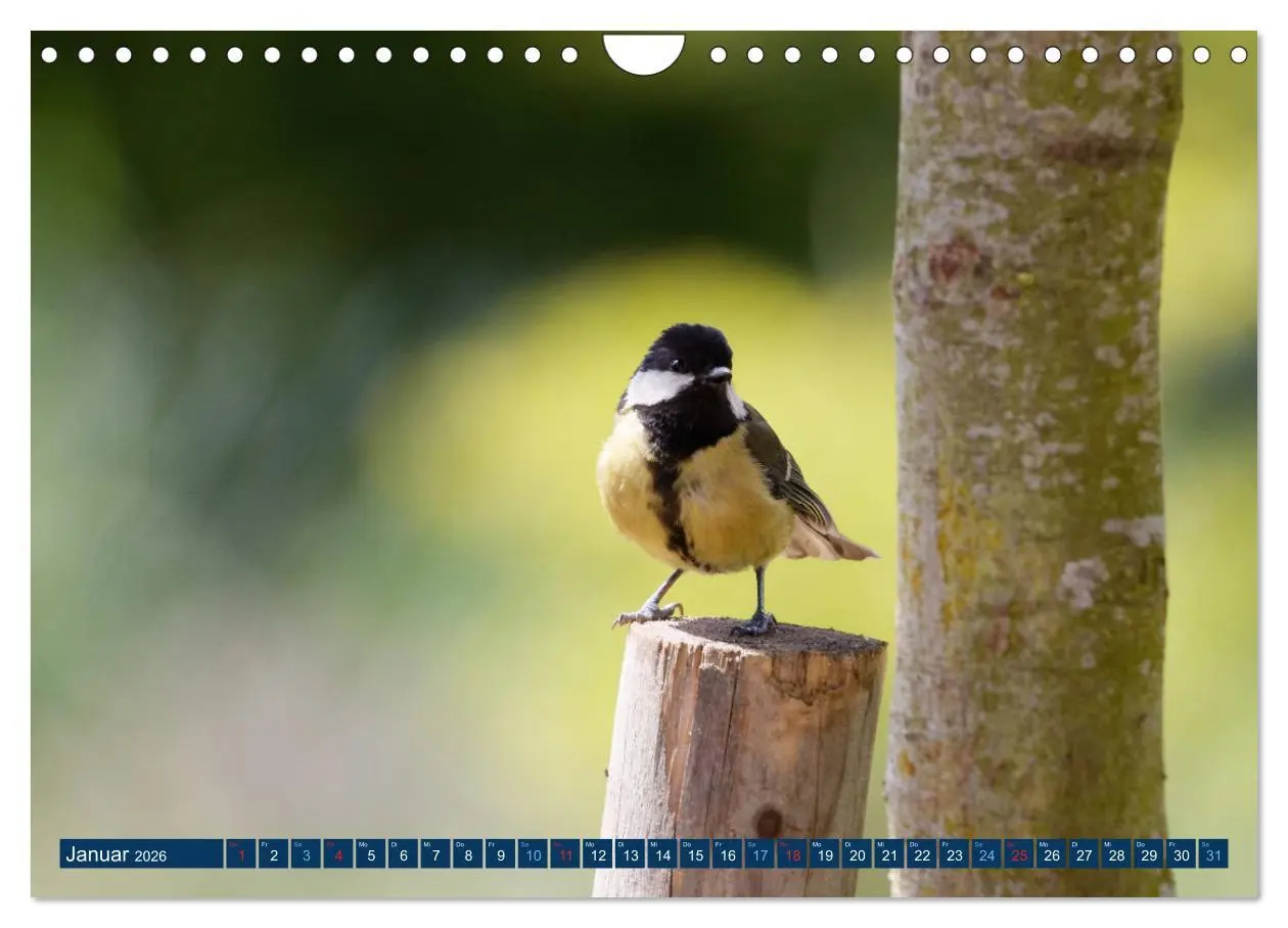 Bild: 9783457621608 | Kohlmeise - Fotografiert von Ostfriesenfotografie (Wandkalender...