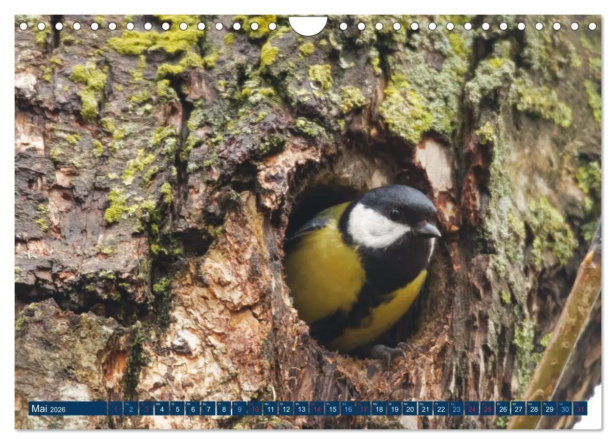 Bild: 9783457621608 | Kohlmeise - Fotografiert von Ostfriesenfotografie (Wandkalender...
