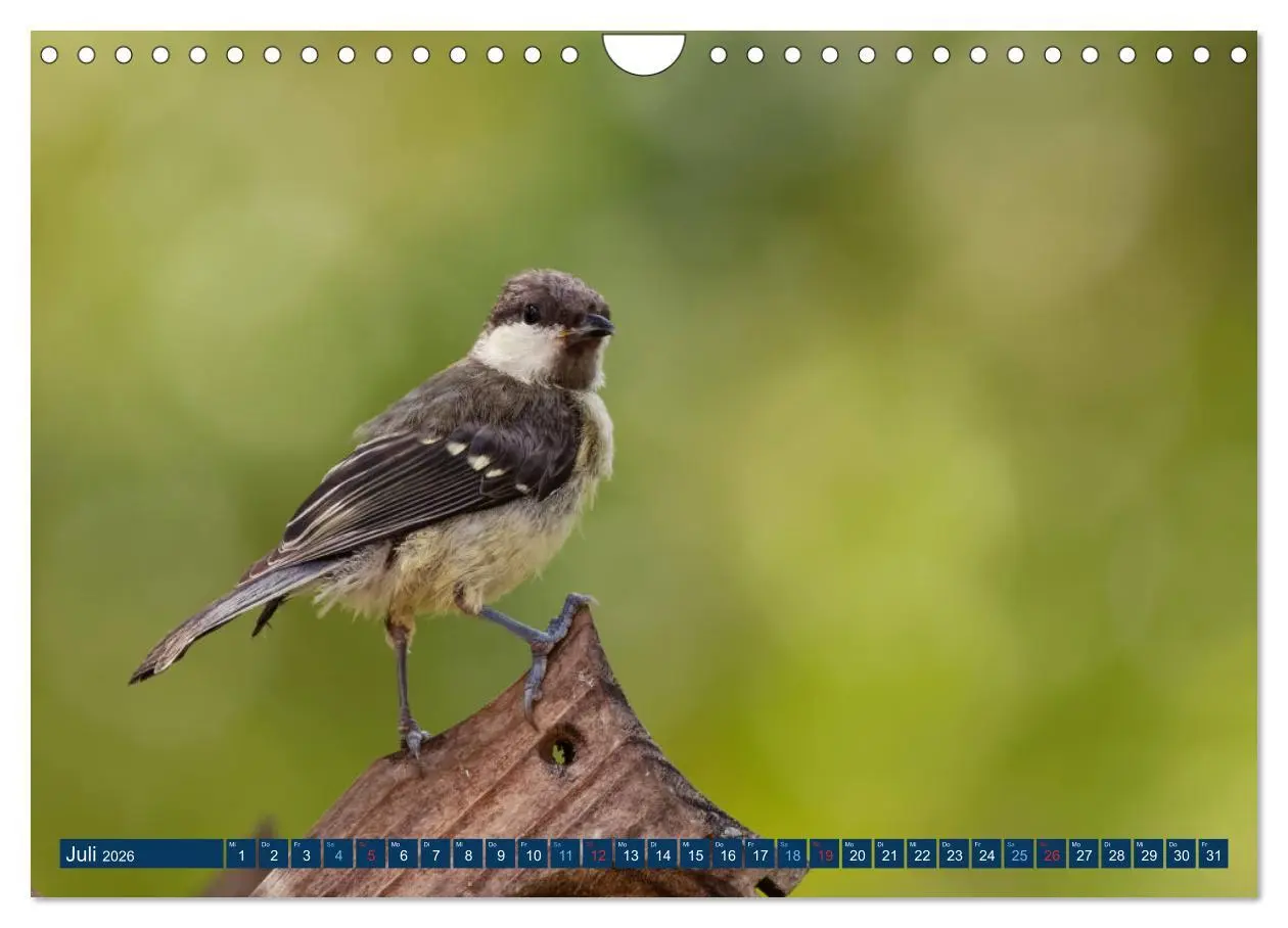 Bild: 9783457621608 | Kohlmeise - Fotografiert von Ostfriesenfotografie (Wandkalender...