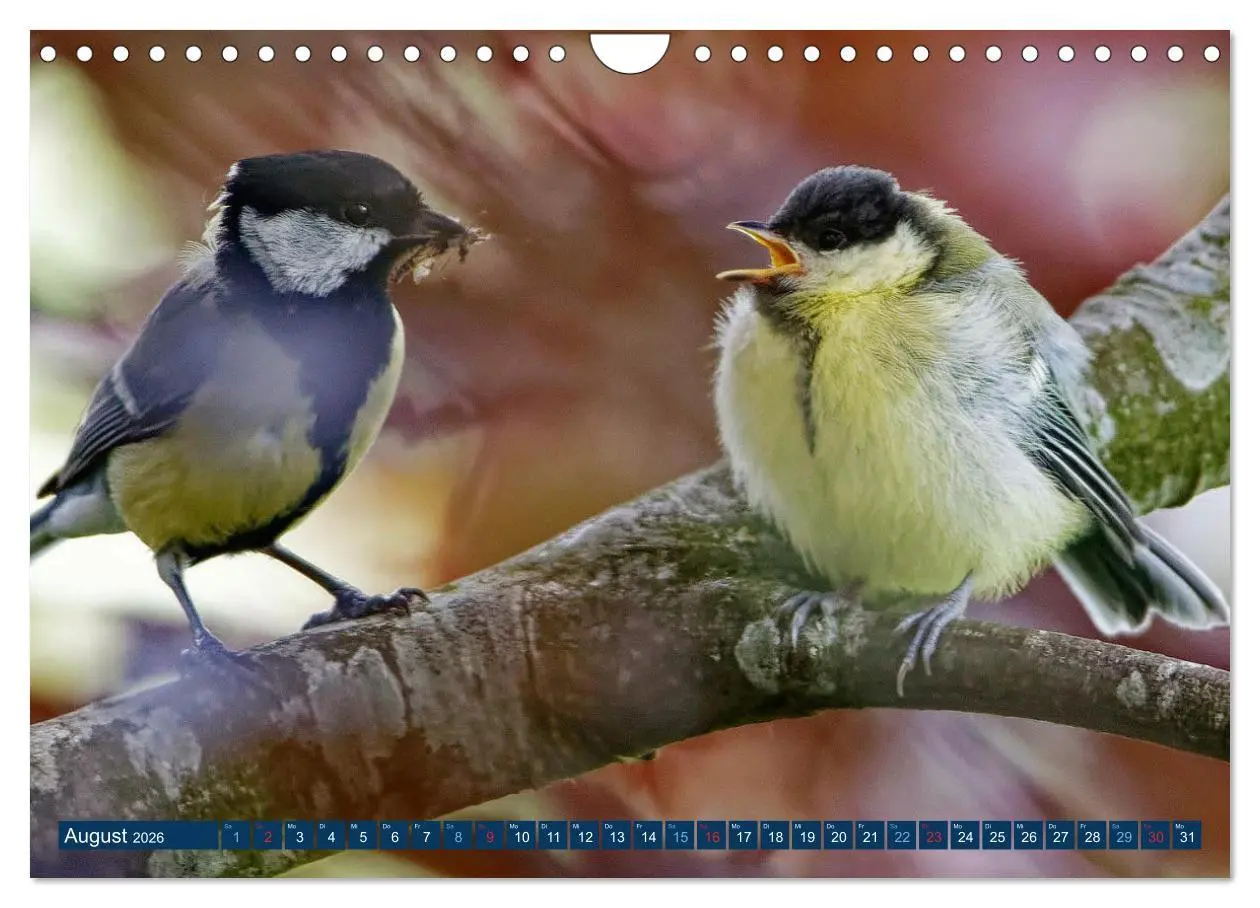 Bild: 9783457621608 | Kohlmeise - Fotografiert von Ostfriesenfotografie (Wandkalender...