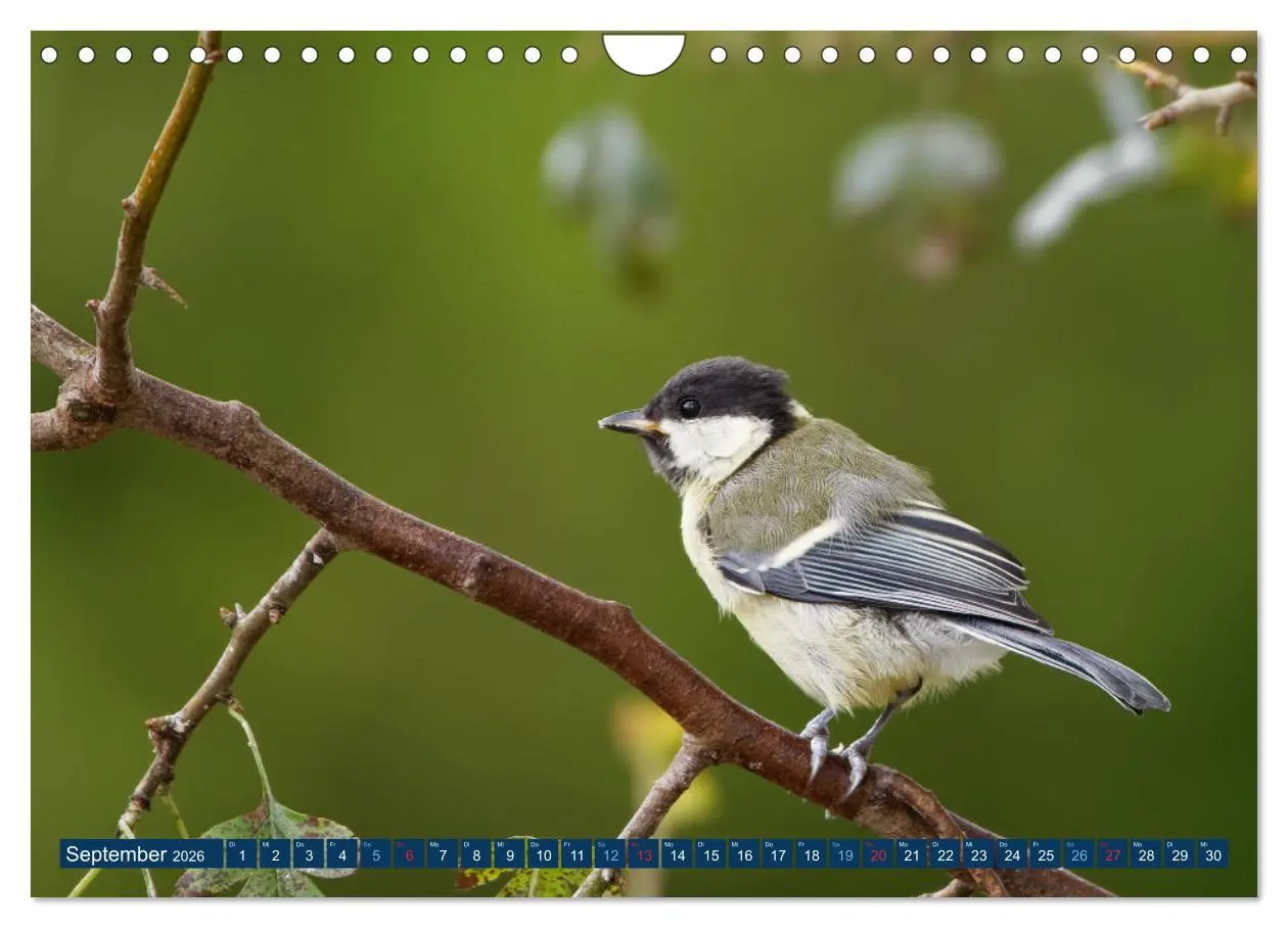 Bild: 9783457621608 | Kohlmeise - Fotografiert von Ostfriesenfotografie (Wandkalender...