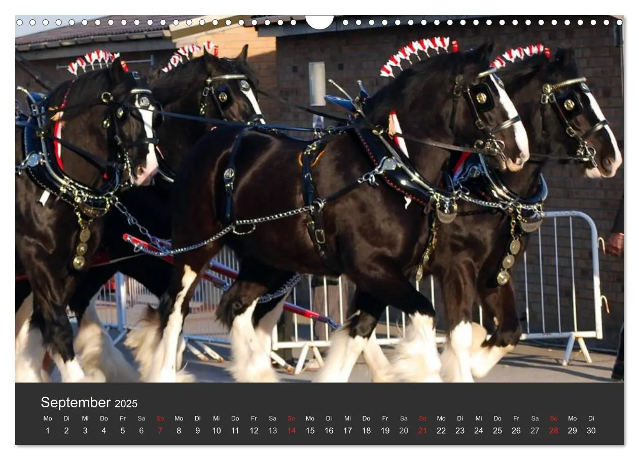 Bild: 9783435761708 | Shire Horse ¿ Prunkvolle Giganten (Wandkalender 2025 DIN A3 quer),...