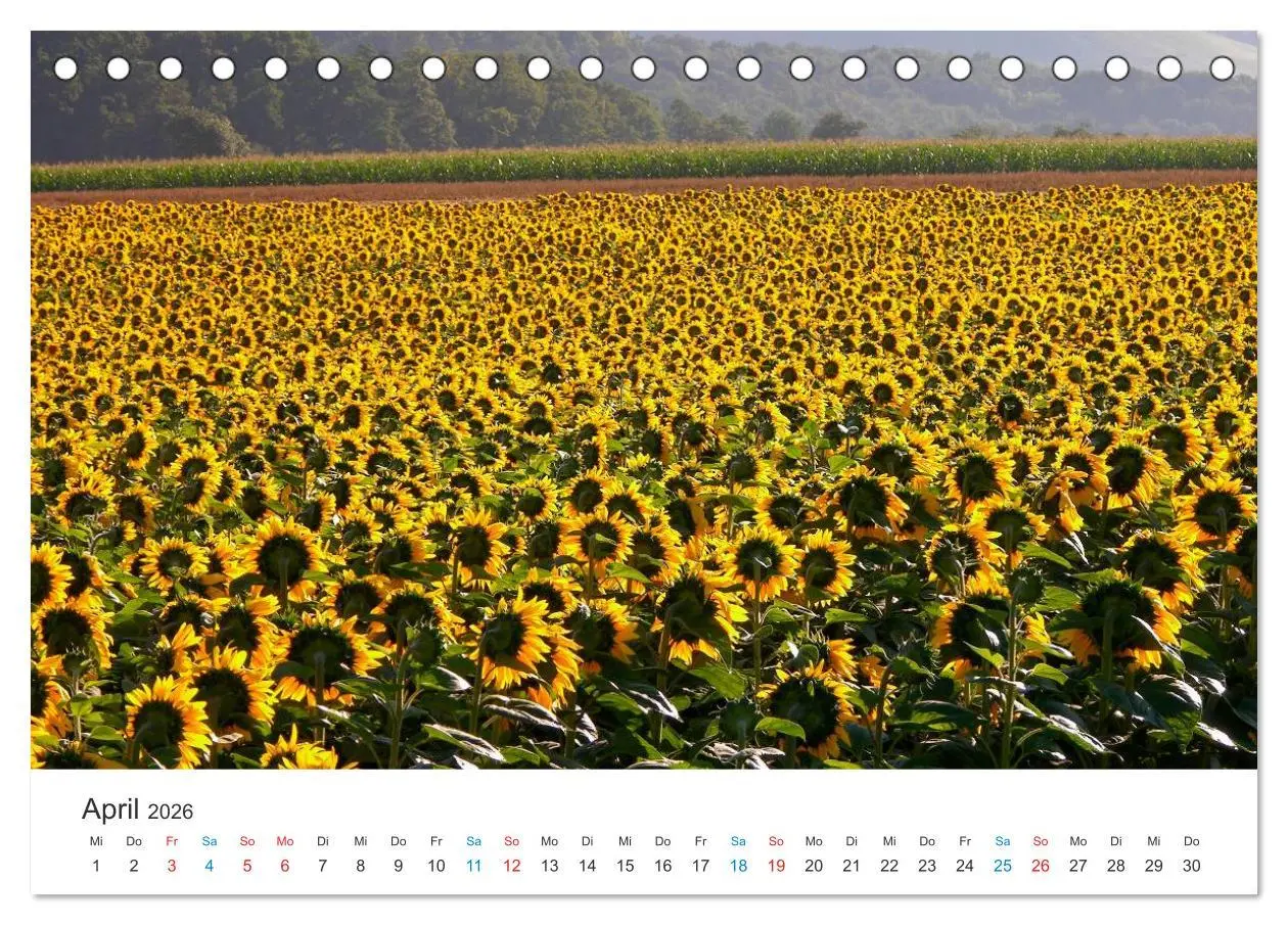 Bild: 9783516181708 | Sonnenblumen 2026 (Tischkalender 2026 DIN A5 quer), CALVENDO...