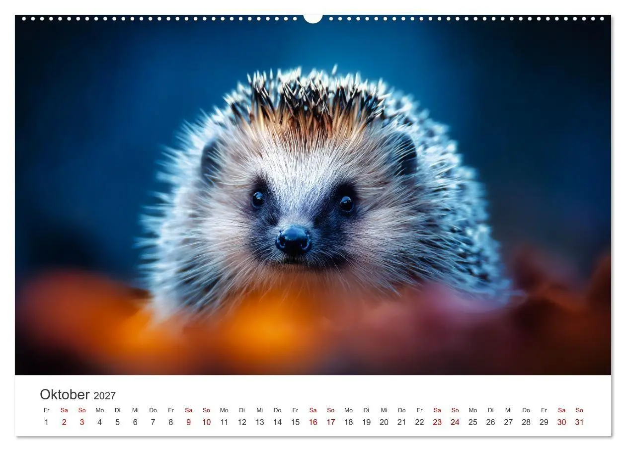 Bild: 9783516941708 | Rund, stachlig, munter - Ein Jahr mit Igeln (Wandkalender 2027 DIN...