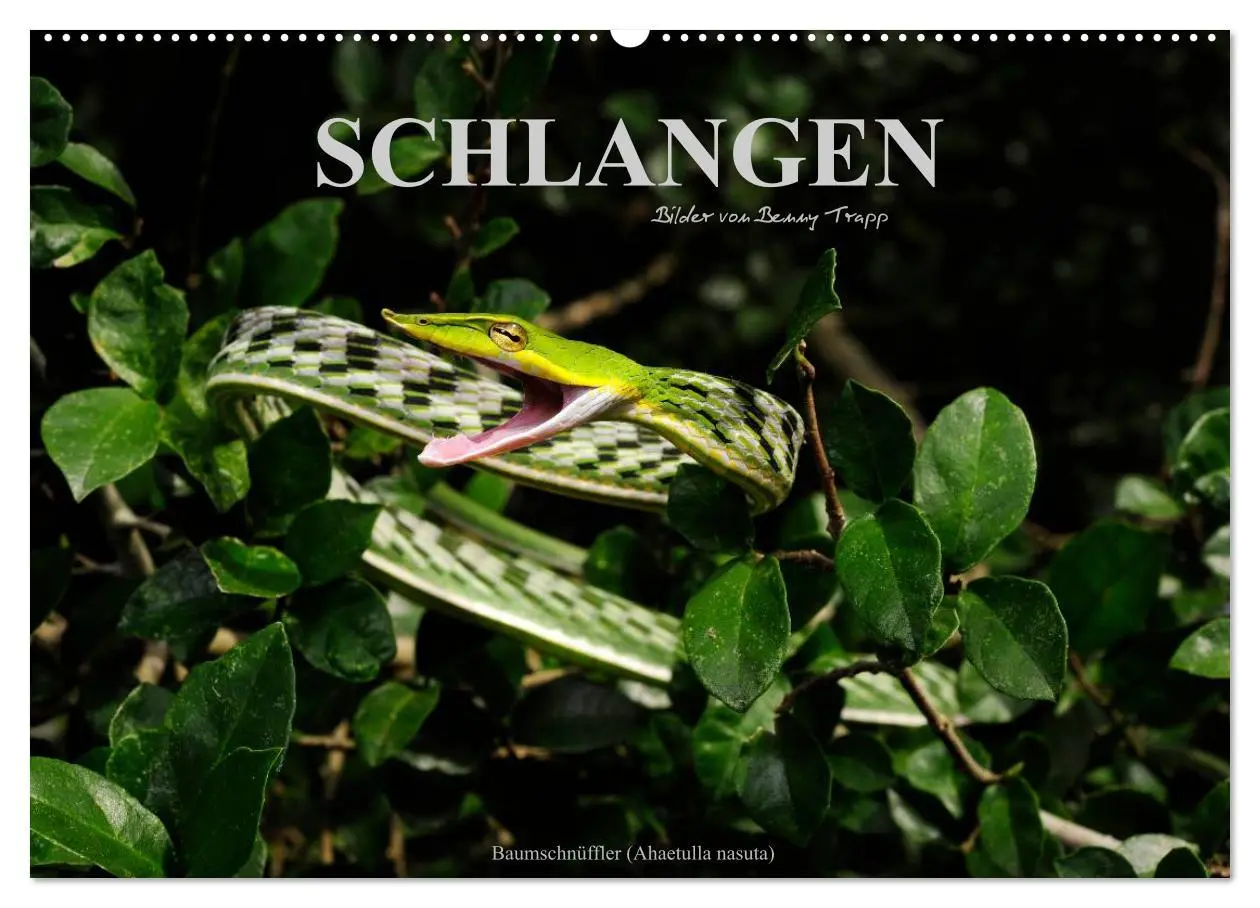 Cover: 9783516171808 | Schlangen (Wandkalender 2026 DIN A2 quer), CALVENDO Monatskalender