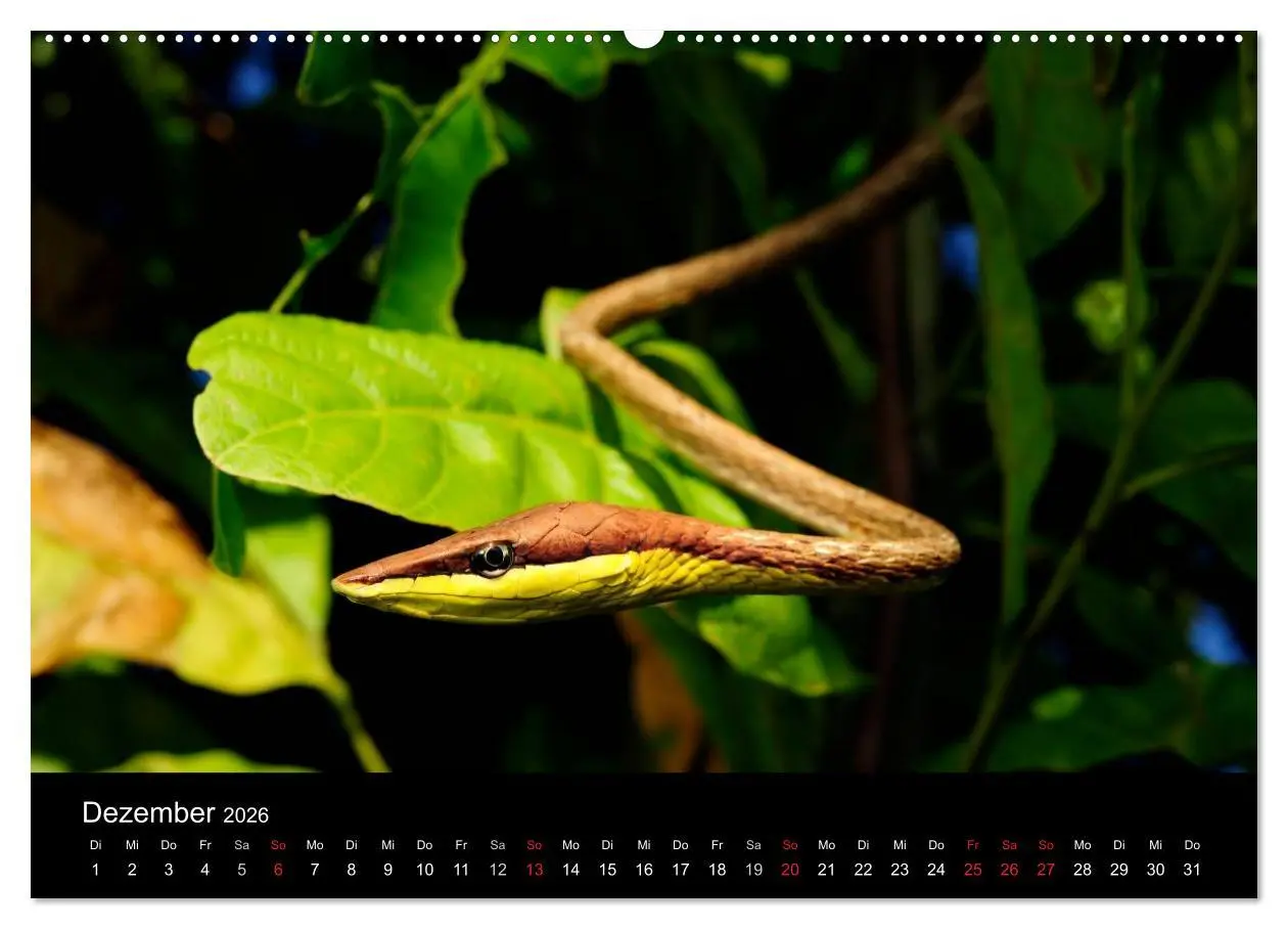Bild: 9783516171808 | Schlangen (Wandkalender 2026 DIN A2 quer), CALVENDO Monatskalender
