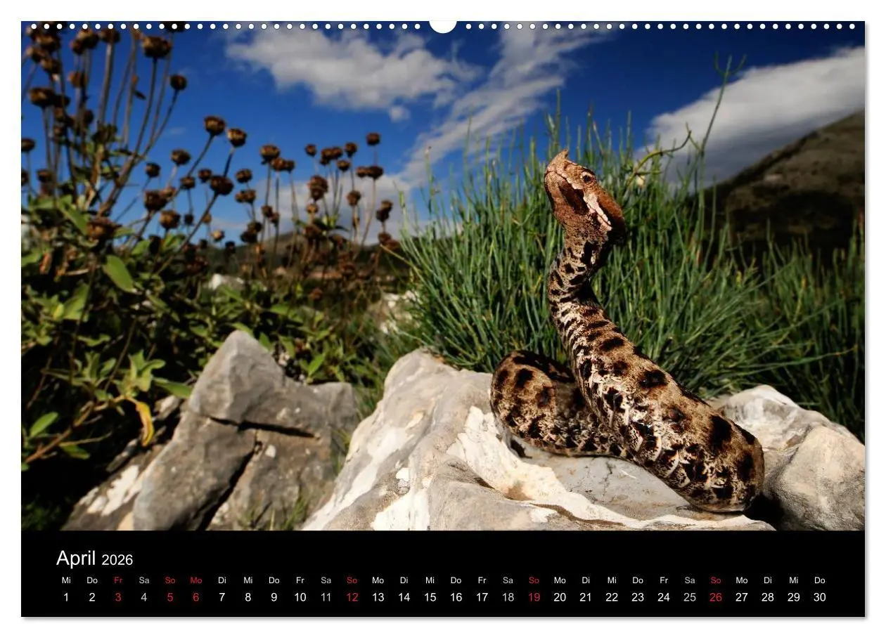 Bild: 9783516171808 | Schlangen (Wandkalender 2026 DIN A2 quer), CALVENDO Monatskalender