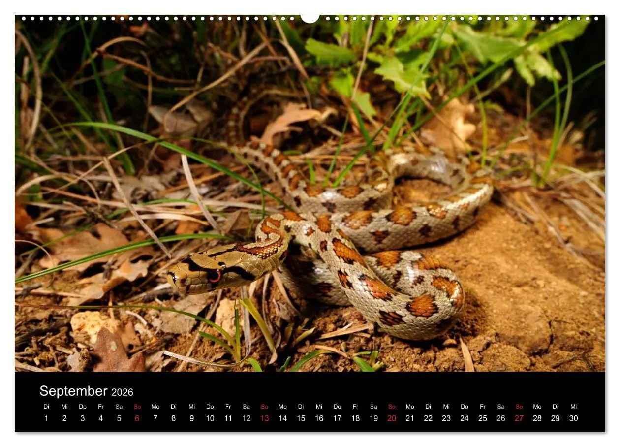 Bild: 9783516171808 | Schlangen (Wandkalender 2026 DIN A2 quer), CALVENDO Monatskalender