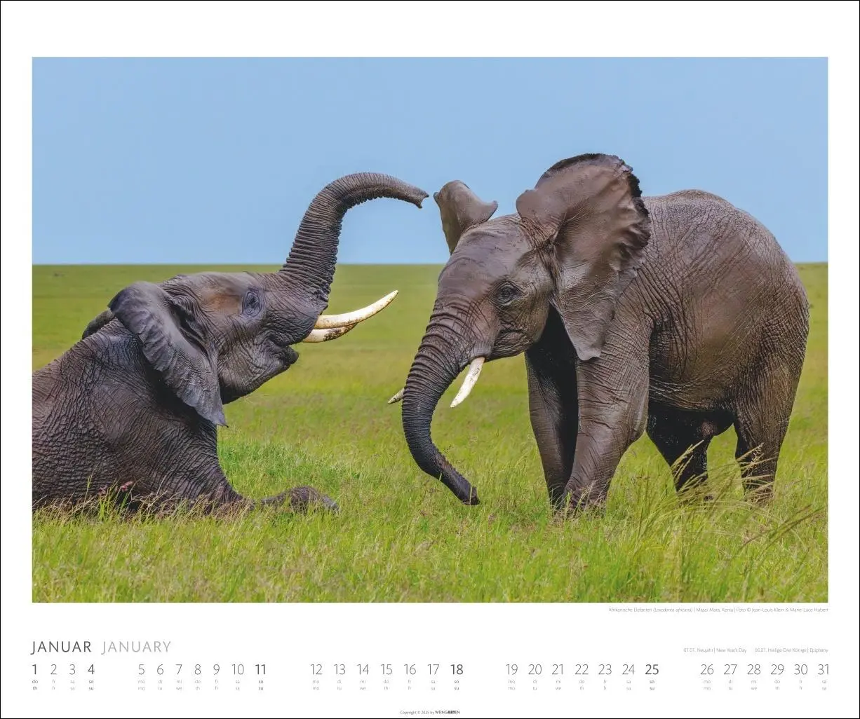 Bild: 9783839901908 | Elefanten Kalender 2026 | Kalender | Spiralbindung | 14 S. | Deutsch