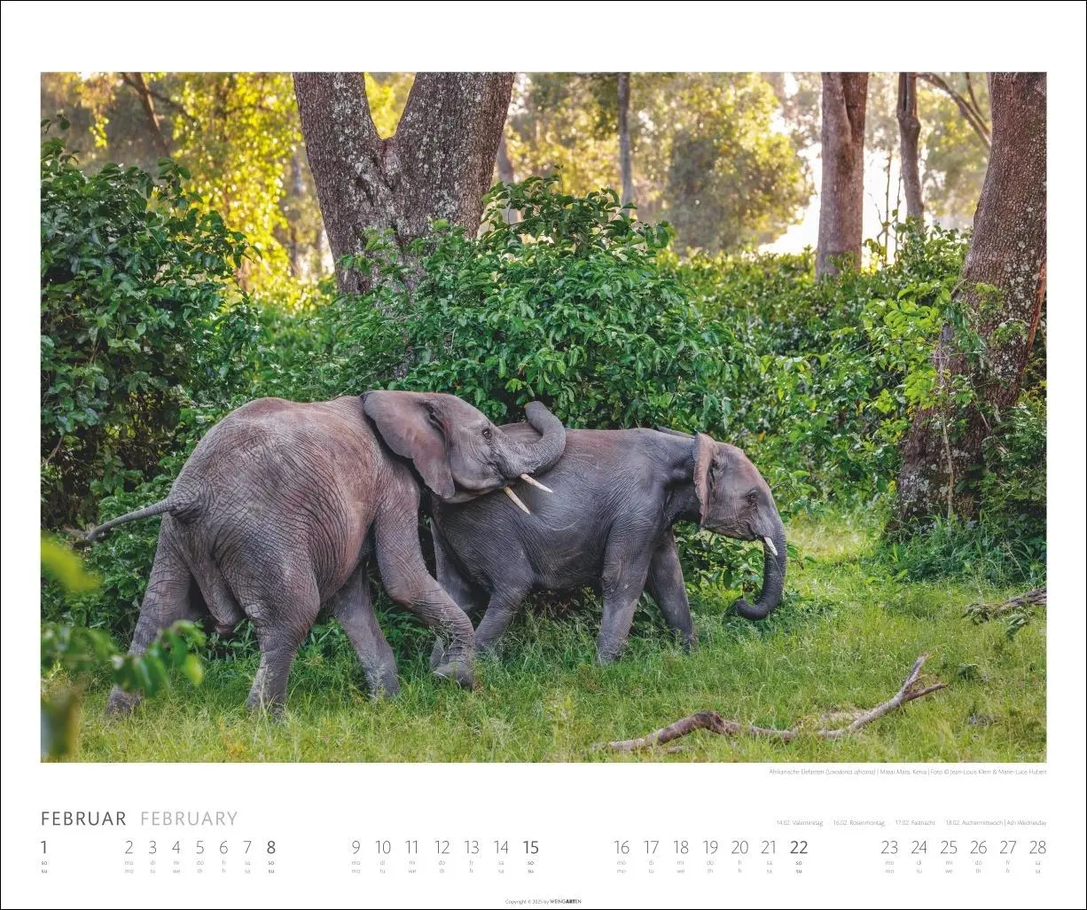 Bild: 9783839901908 | Elefanten Kalender 2026 | Kalender | Spiralbindung | 14 S. | Deutsch