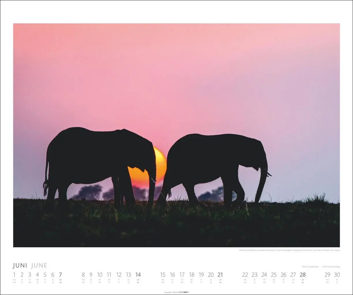 Bild: 9783839901908 | Elefanten Kalender 2026 | Kalender | Spiralbindung | 14 S. | Deutsch