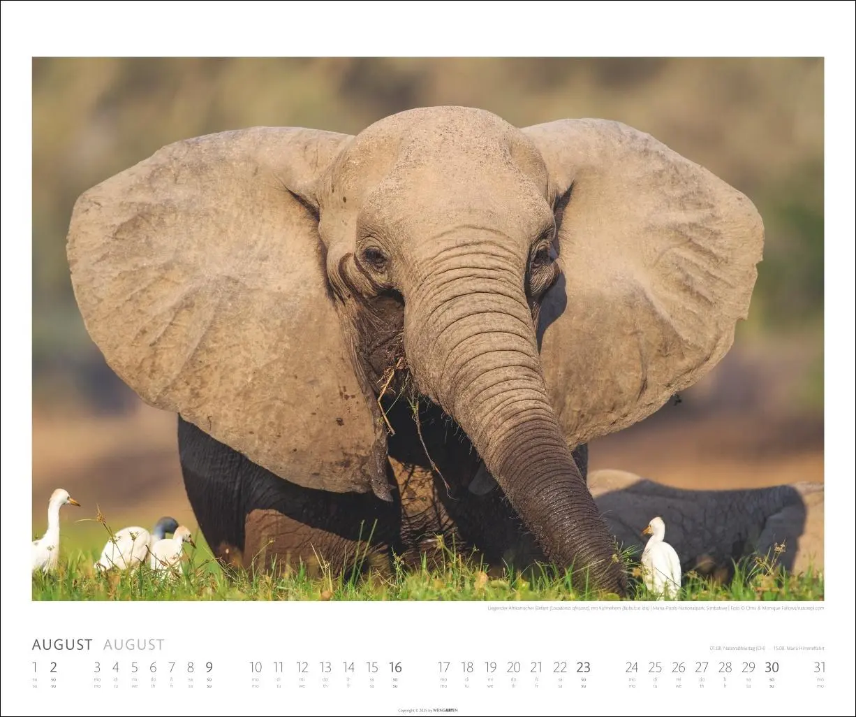 Bild: 9783839901908 | Elefanten Kalender 2026 | Kalender | Spiralbindung | 14 S. | Deutsch