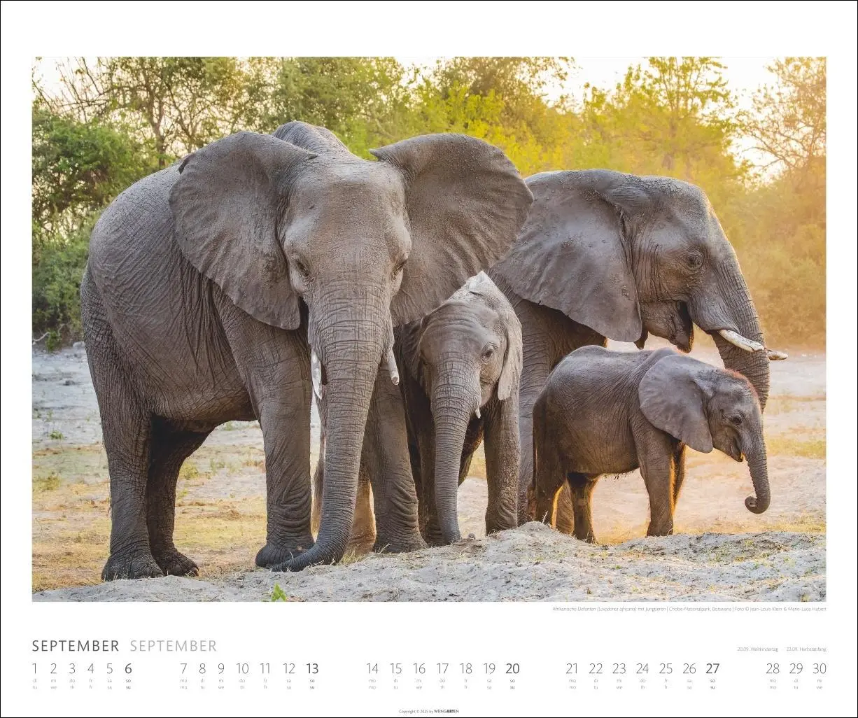 Bild: 9783839901908 | Elefanten Kalender 2026 | Kalender | Spiralbindung | 14 S. | Deutsch