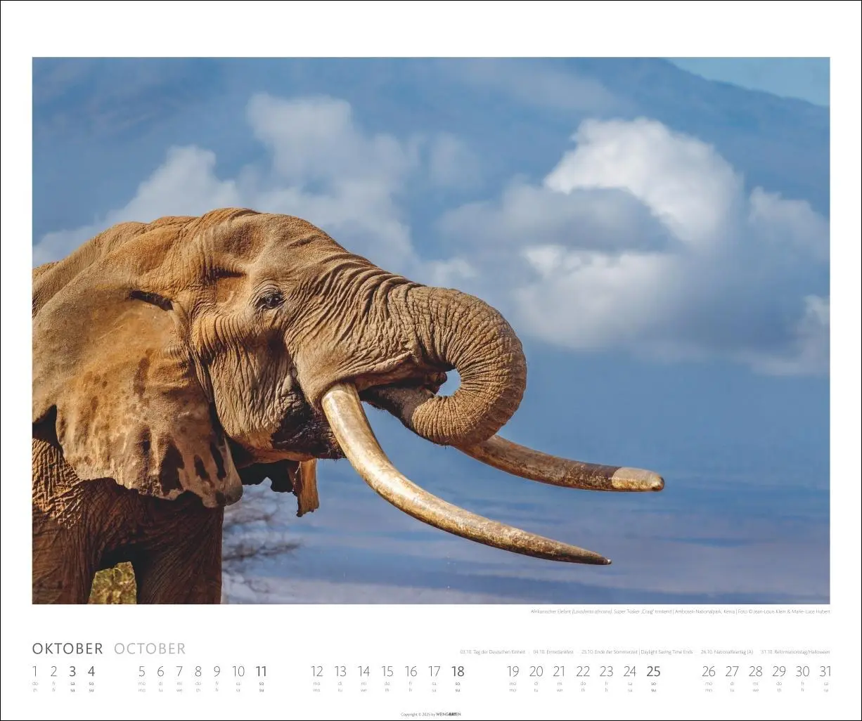 Bild: 9783839901908 | Elefanten Kalender 2026 | Kalender | Spiralbindung | 14 S. | Deutsch