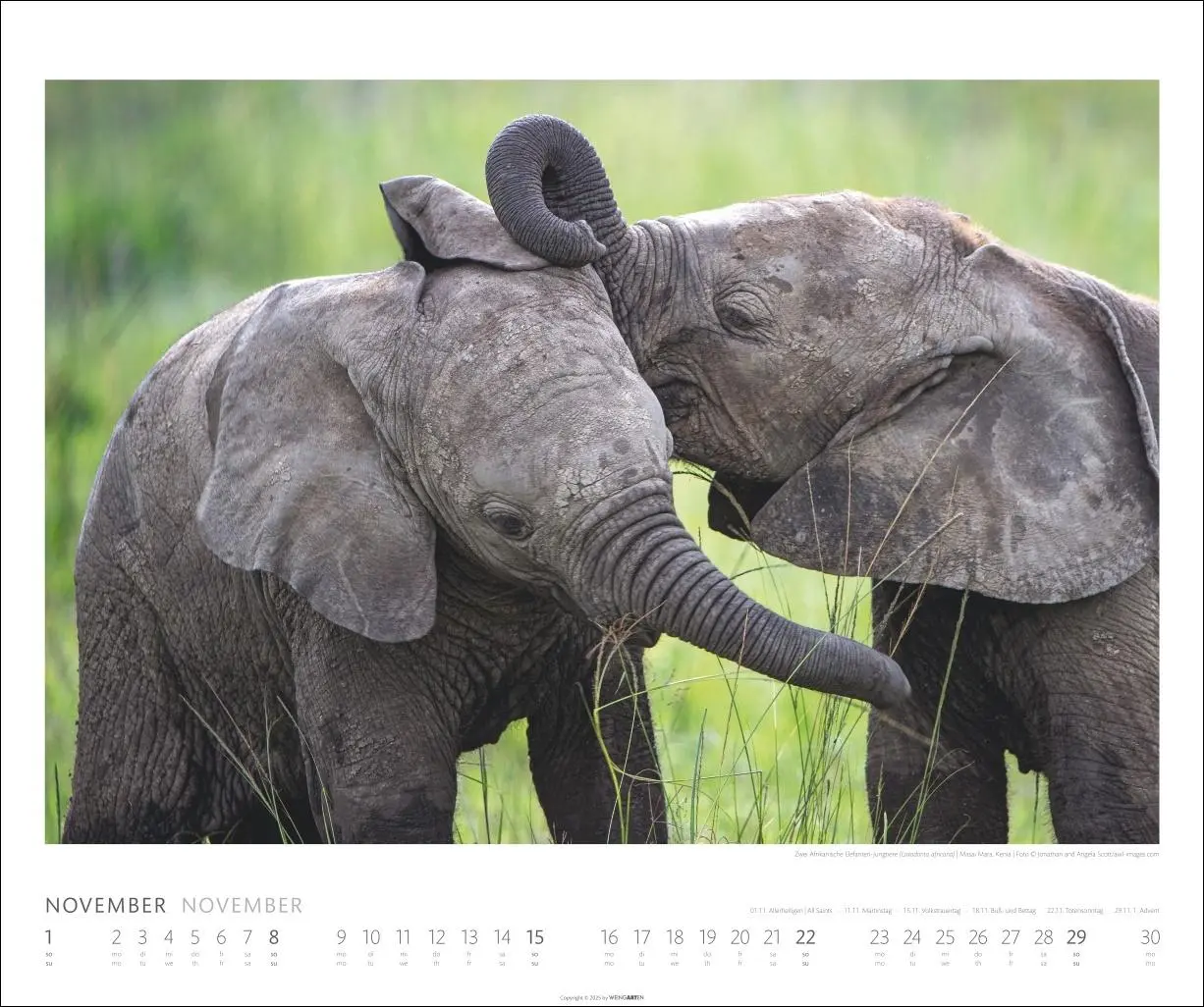 Bild: 9783839901908 | Elefanten Kalender 2026 | Kalender | Spiralbindung | 14 S. | Deutsch