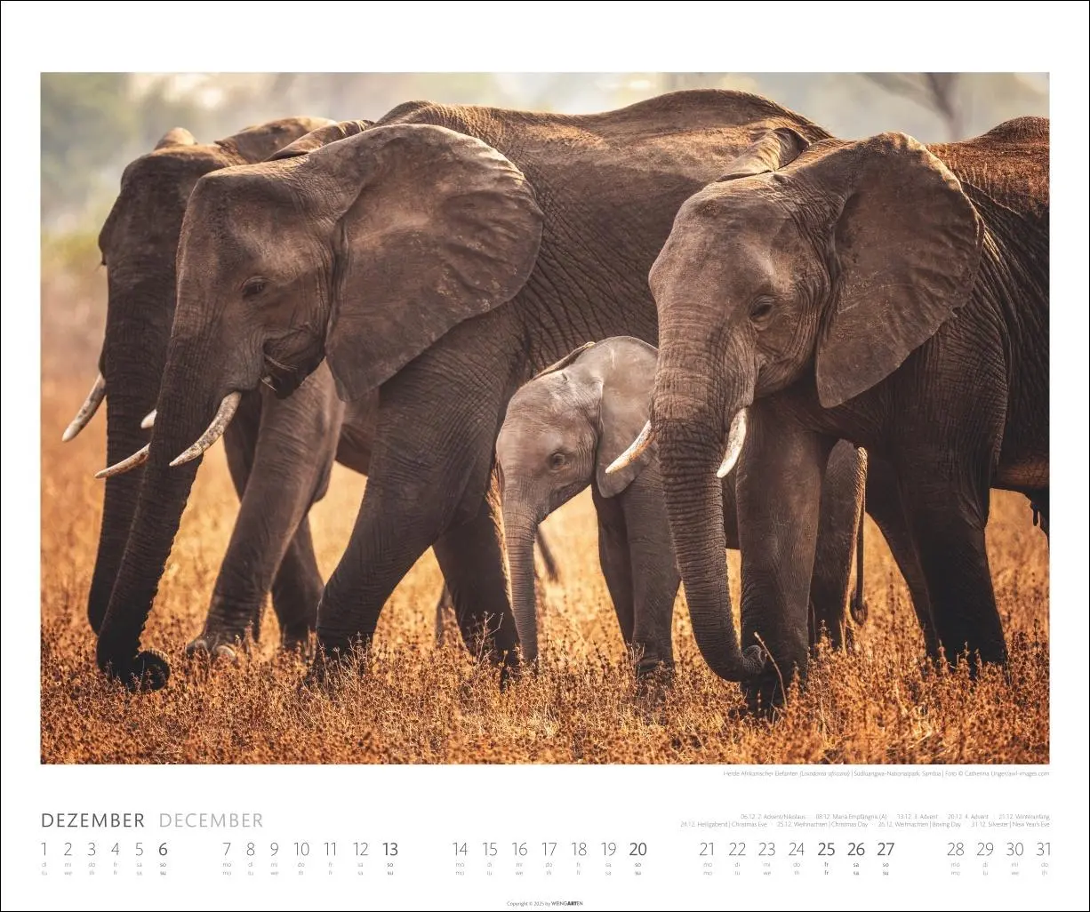 Bild: 9783839901908 | Elefanten Kalender 2026 | Kalender | Spiralbindung | 14 S. | Deutsch