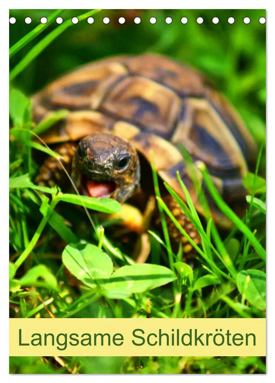 Cover: 9783516422108 | Langsame Schildkröten (Tischkalender 2026 DIN A5 hoch), CALVENDO...