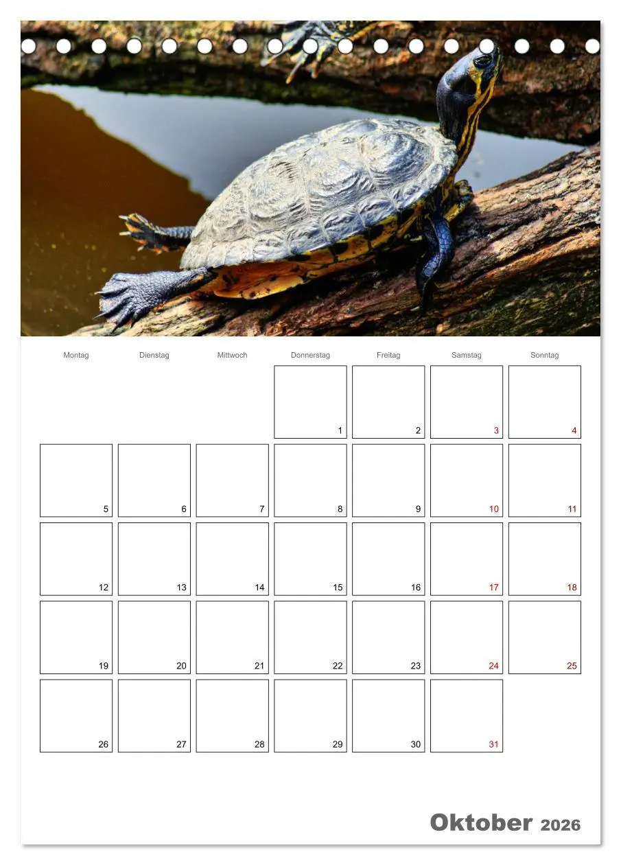 Bild: 9783516422108 | Langsame Schildkröten (Tischkalender 2026 DIN A5 hoch), CALVENDO...
